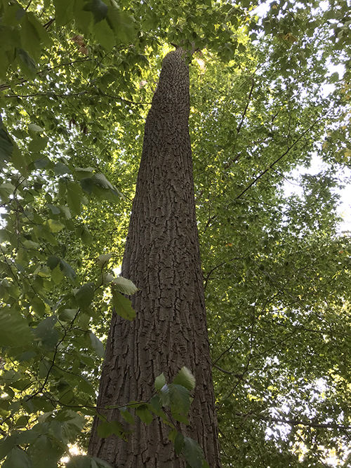 Arlington Woods a living monument to forests of the past